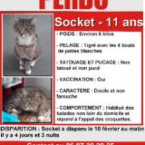Picture of cat lost at Amiens