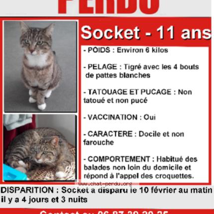 Photo 1/1 Soket Chat lost in Amiens