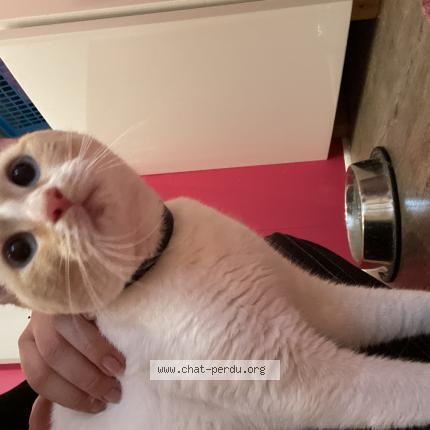 Photo 1/1 Found cat Found in Mignaloux beauvoir