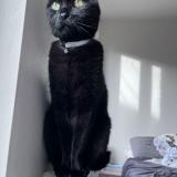 Picture of cat lost at Gaillac