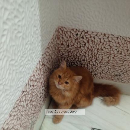 Photo 1/1 Coco Chat lost in Darbhanga