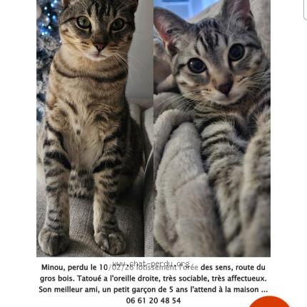 Photo 1/1 MINOU Chat lost in La buisse