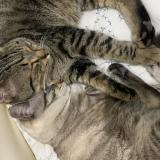 Picture of cat lost at Mejannes Le Clap