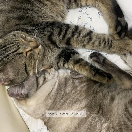 Photo 1/1 Blue Chat lost in Mejannes le clap