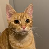 Picture of cat lost at Chanzeaux Chemille En Anjou