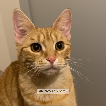 Photo 1/1 Mia Chat lost in Chanzeaux chemille en anjou