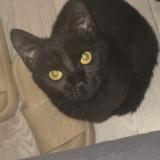 Picture of cat lost at Aulnoye Aymeries