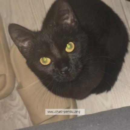 Photo 1/1 Opium Chat lost in Aulnoye aymeries