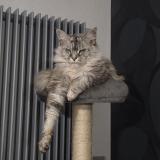 Picture of cat lost at Douchy Les Mines