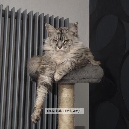 Photo 1/1 Okympe Chat lost in Douchy les mines