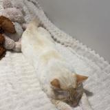 Picture of cat lost at Bron