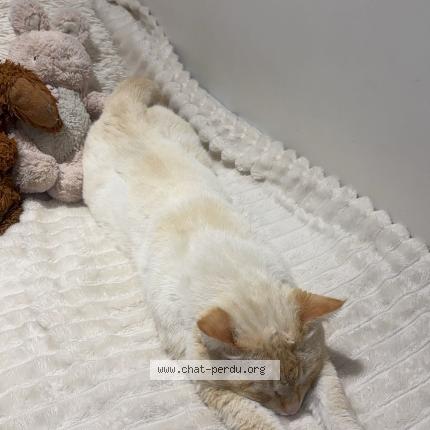 Photo 1/1 Billy Chat lost in Bron