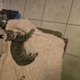 Picture of cat lost at Savannah