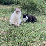 Picture of cat lost at La Tour De Peilz