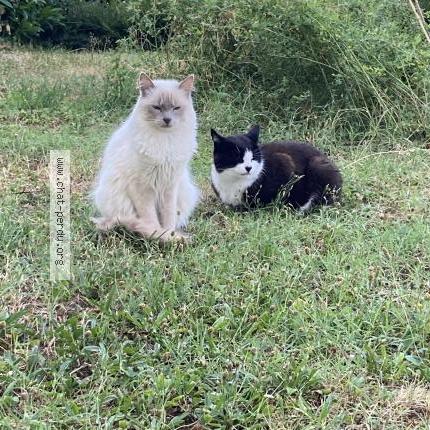 Photo 1/1 Eddy Chat lost in La tour de peilz