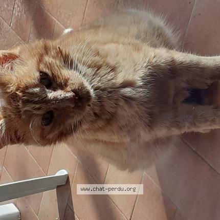 Photo 1/1 Prince Chat lost in Soues