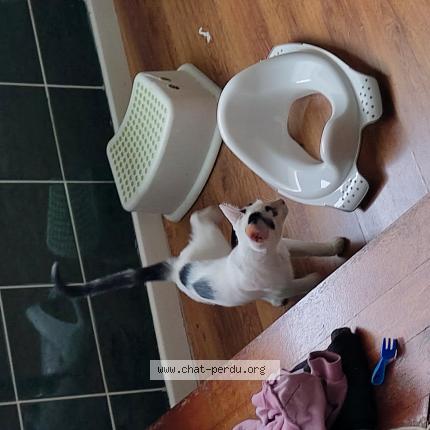 Photo 1/1 Found cat Found in Evere