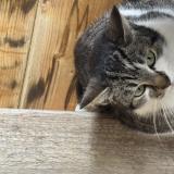 Picture of cat found at Ambares Et Lagrave