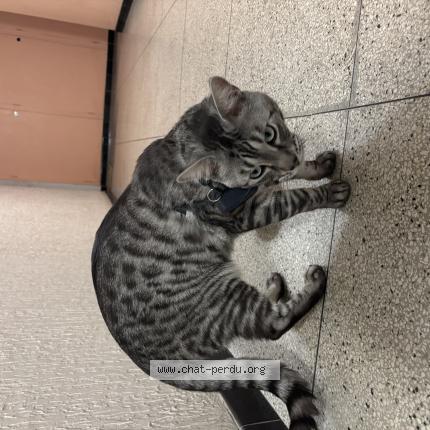 Photo 1/1 Found cat Found in Marseille