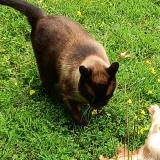 Picture of cat lost at Cognac