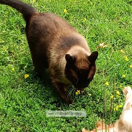 Photo 1/1 Tarzan Chat lost in Cognac