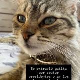 Picture of cat lost at Copiapo