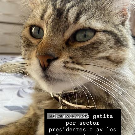 Photo 1/1 Sasha Chat lost in Copiapo