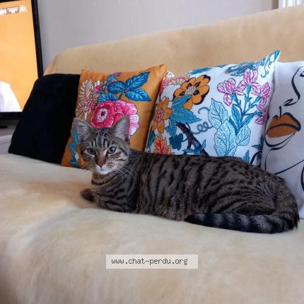 Photo 1/1 Cat reunited Lost in Surgeres