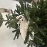 Picture of cat lost at Pont De Cheruy