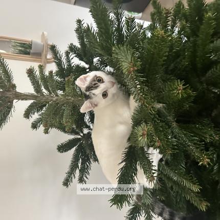 Photo 1/1 FREEZ Chat lost in Pont de cheruy