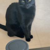 Picture of cat lost at Balma