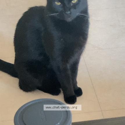 Photo 1/1 Boudinette Chat lost in Balma