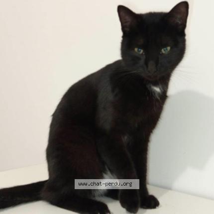 Photo 1/1 Megumi Chat lost in Riorges