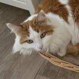 Picture of cat lost at Les Bayards