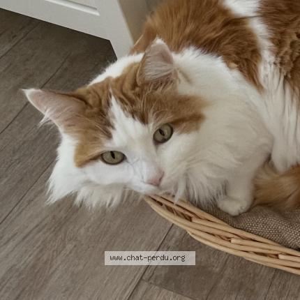 Photo 1/1 Crevette Chat lost in Les bayards