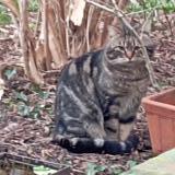 Picture of cat found at Montreuil