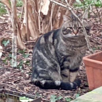Photo 1/4 Found cat Found in Montreuil