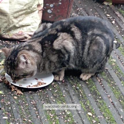 Photo 2/4 Found cat Found in Montreuil