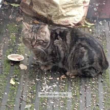 Photo 3/4 Found cat Found in Montreuil