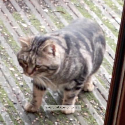 Photo 4/4 Found cat Found in Montreuil