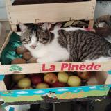 Picture of cat lost at Mareuil Les Meaux