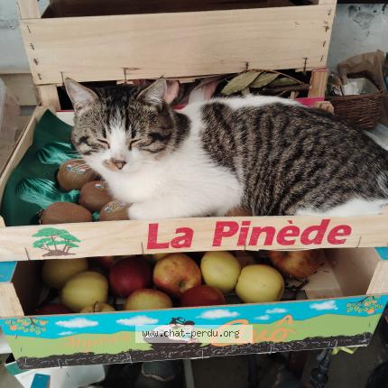 Photo 1/1 Felix Chat lost in Mareuil les meaux