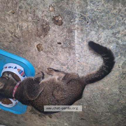 Photo 1/1 Found cat Found in Les abymes