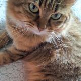 Picture of cat lost at Les Abymes