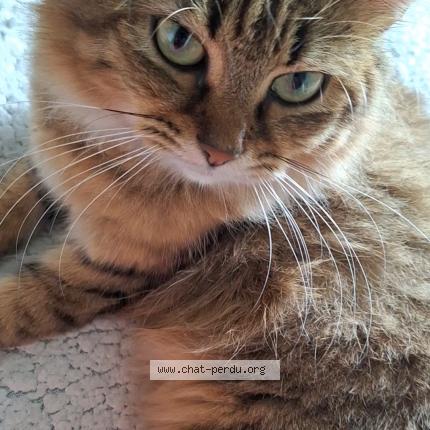 Photo 1/1 M&eacute;line Chat lost in Les abymes