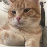 Picture of cat lost at Valence