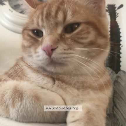 Photo 1/1 Rouky Chat lost in Valence