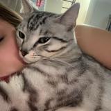 Picture of cat lost at Marcq En Baroeul