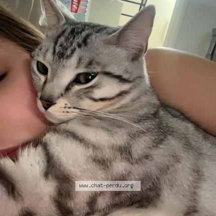 Photo 1/1 Vroum Chat lost in Marcq en baroeul