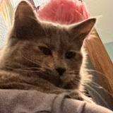 Picture of cat lost at Mesa